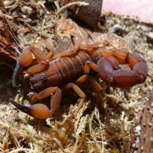 Babycurus jacksoni- Skorpion nadrzewny - Dla doświadczonych