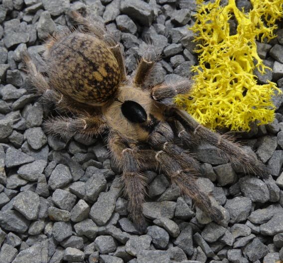 Ceratogyrus brachycephalus - Ptasznik naziemny - Dla doświadczonych