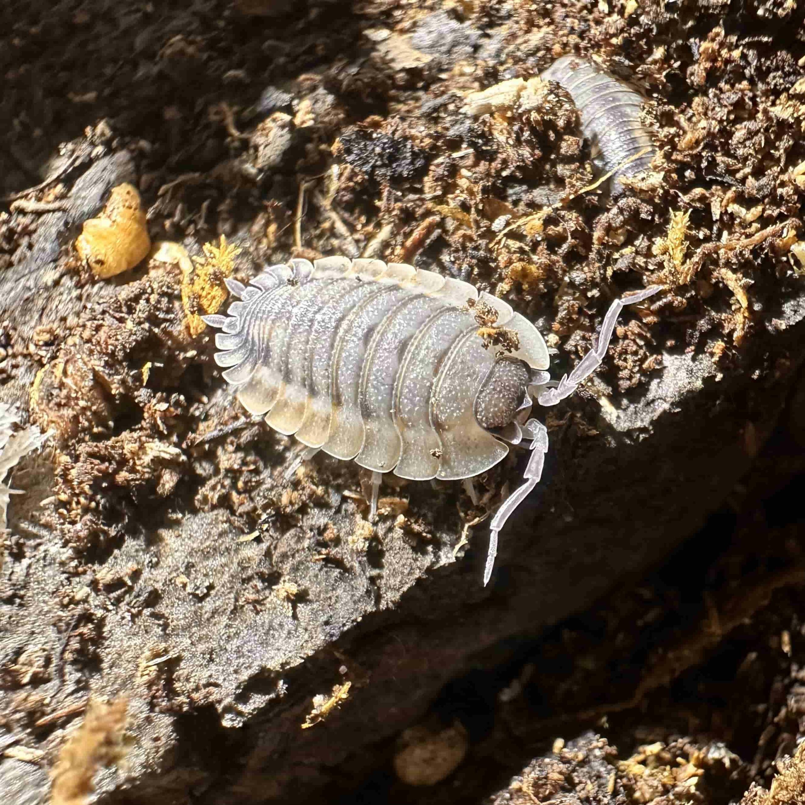 Porcellio spatulatus corso - Isopody -  Ekipa sprzątającą - 10 sztuk  mix rozmiarów