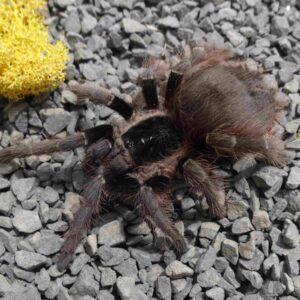 Nhandu carapoensis - Pająk - Ptasznik naziemny - Nanduk czerwonowłosy - Dla początkujących