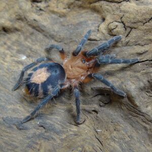 Cyriocosmus perezmilesi - Pająk - Ptasznik z serduszkiem - Dla początkujących