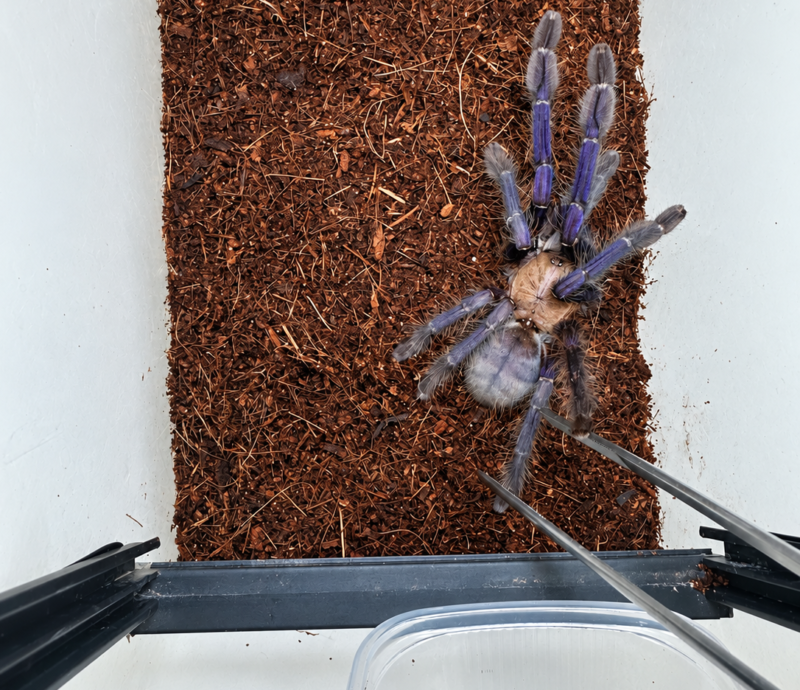 Bezpieczne obchodzenie się z pająkami i skorpionami - Spiders Laboratory Blog