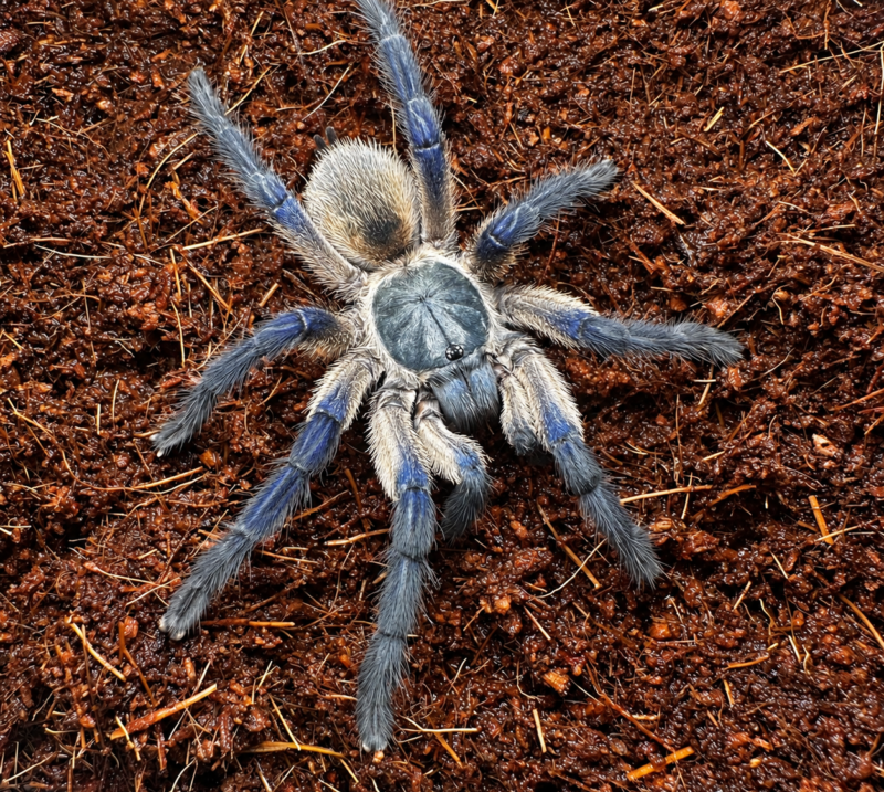 Najczęstsze błędy początkujących hodowców pająków - Spiders Laboratory Blog