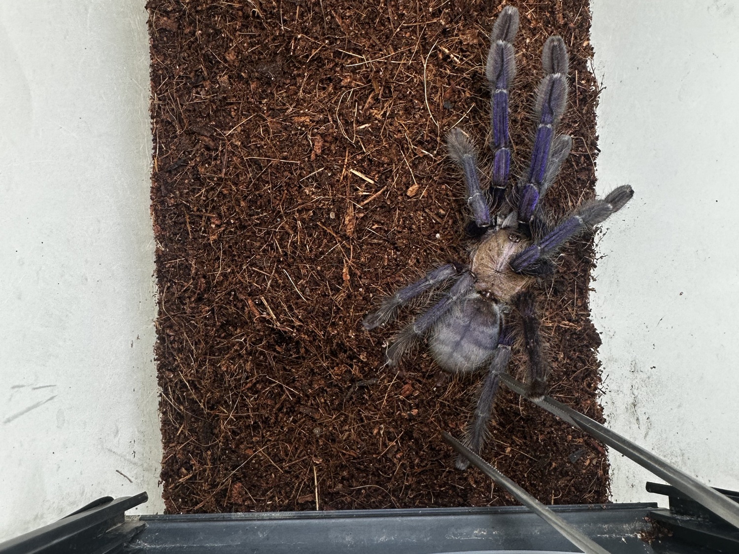 Bezpieczne obchodzenie się z pająkami i skorpionami - Spiders Laboratory Blog