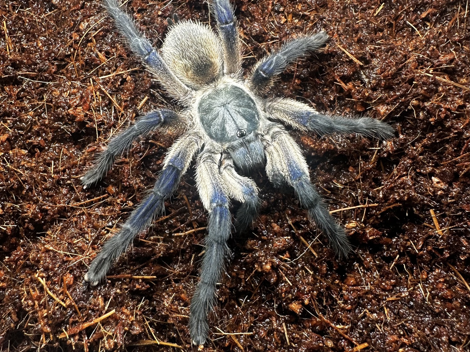 Najczęstsze błędy początkujących hodowców pająków - Spiders Laboratory Blog